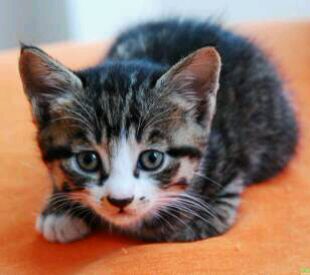 ͼƬ��������´��ڴ򿪲鿴