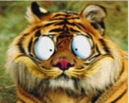 ͼƬ��������´��ڴ򿪲鿴