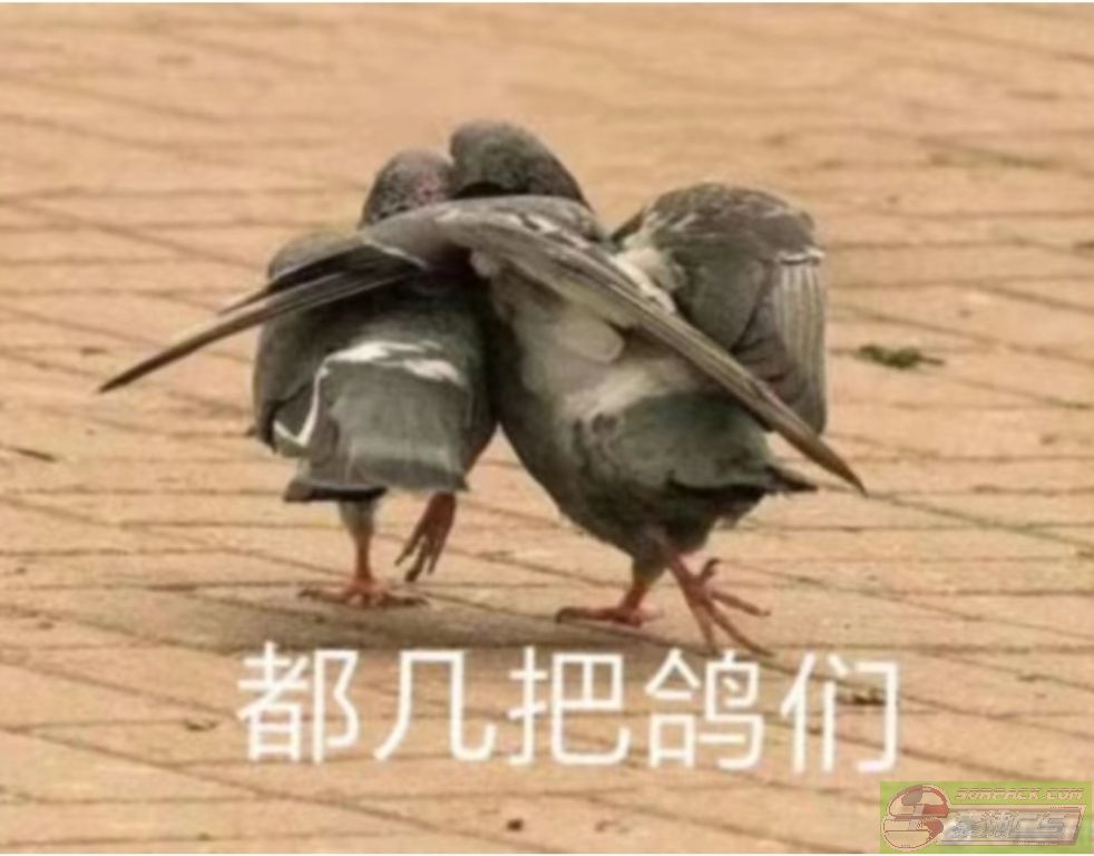 dvubb 图片点击可在新窗口打开查看